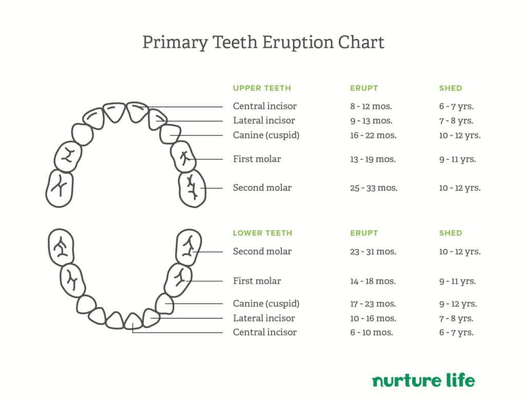 Nurture Life Primary Teeth Eruption Chart